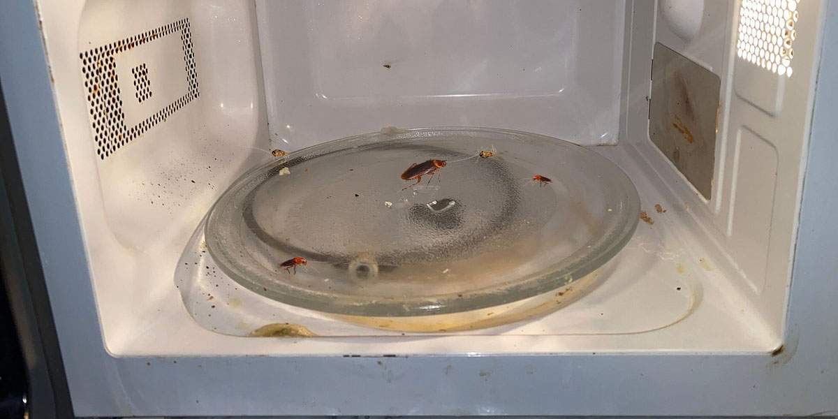 How to Get Cockroach Out of Your Microwave
