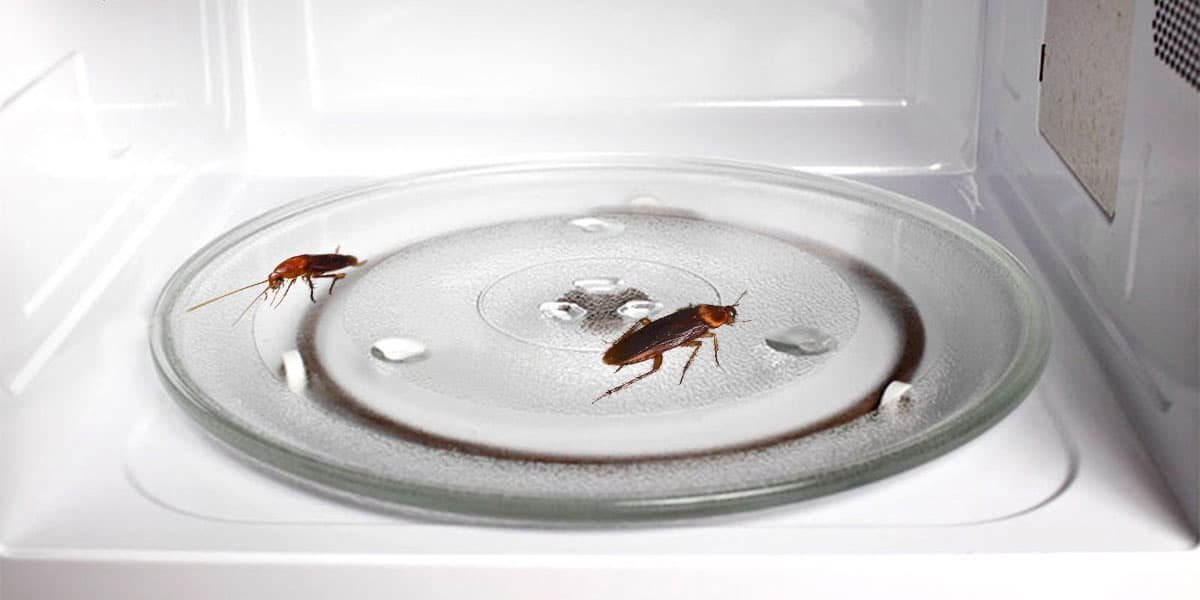 How to Get Roaches Out of Your Microwave