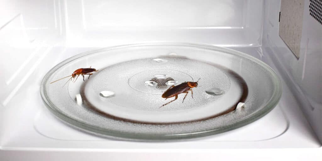 How to Get Roaches Out of Your Microwave An Easy Guide